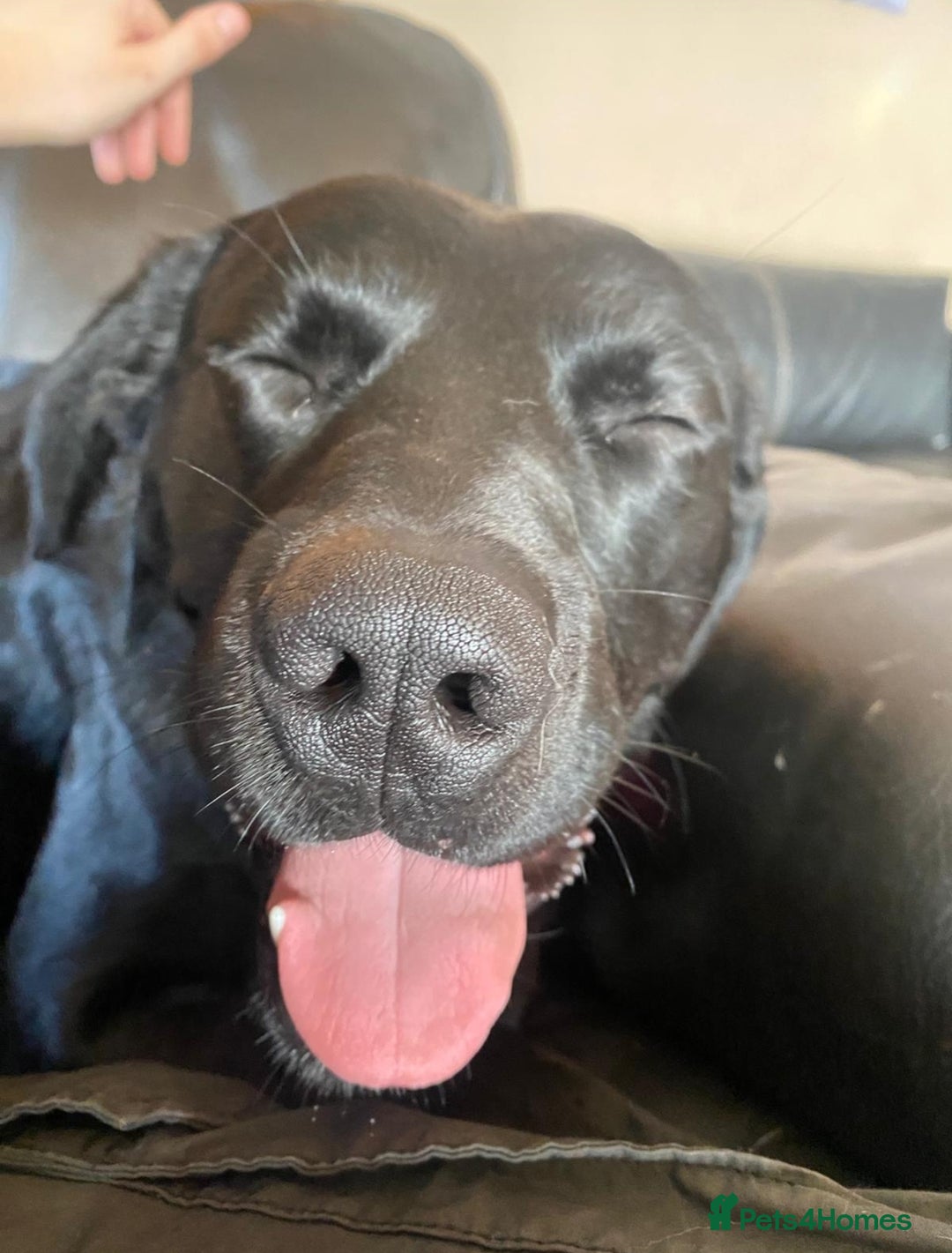 Labrador Retriever dogs for sale: Loveable Labrador Cross  - Image 2