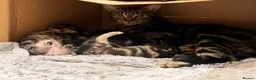 Mixed Breed cats for adoption: Mama Chloe looking for a home - Advert 7