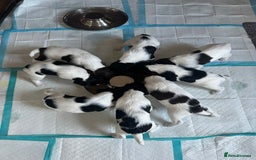 English Springer Spaniel dogs for sale: Gorgeous working English Springer Spaniel Puppies - Image 13