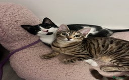 Mixed Breed cats for sale: 🐾 Three Beautiful Cats Looking for Loving Homes  - Image 1