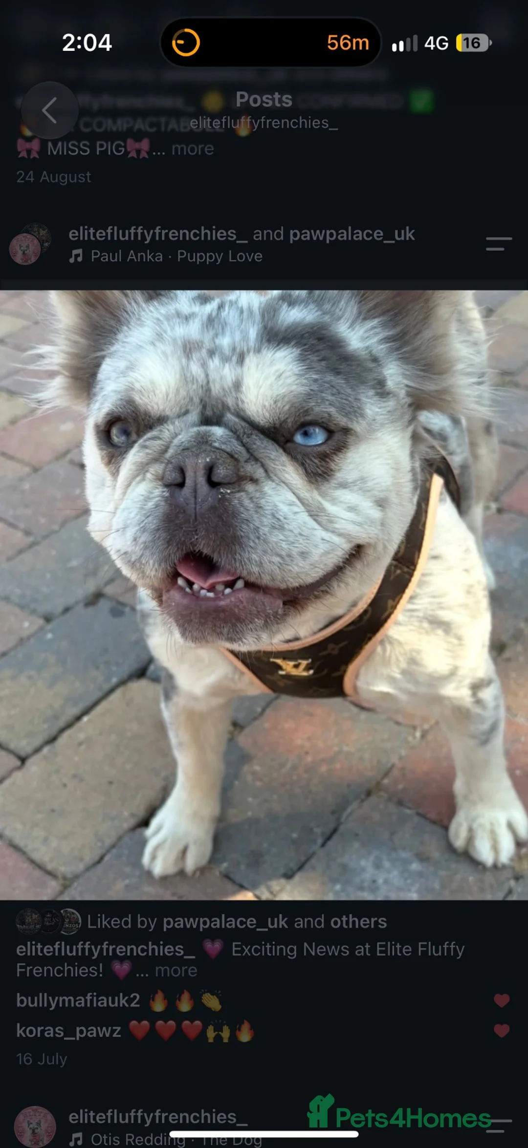 French Bulldog dogs for sale: Last boy top quality fluffy frenchie  - Advert 7