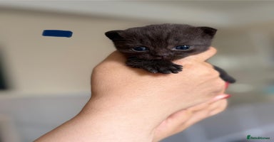 British Shorthair cats - Advert 7