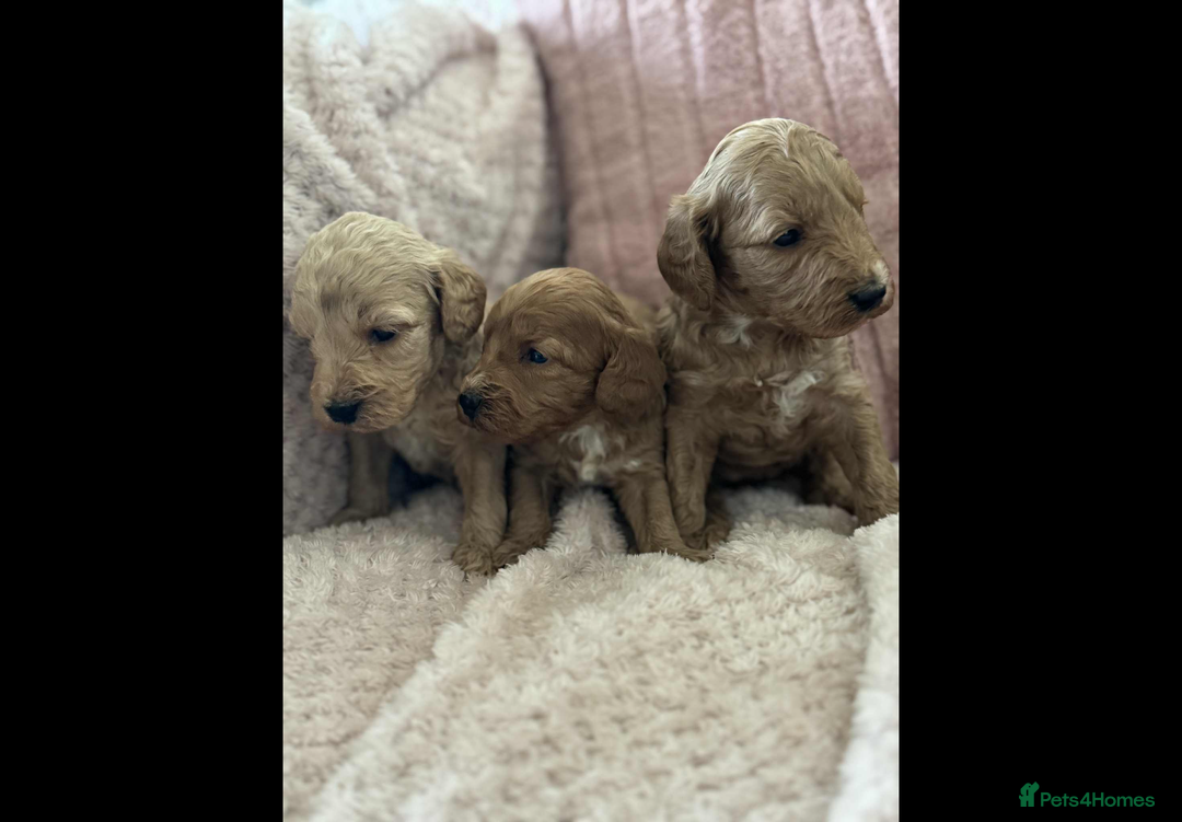 Cockapoo dogs for sale: COCKERPOO QUALITY HEALTH TESTED PUPPIES - Advert 5