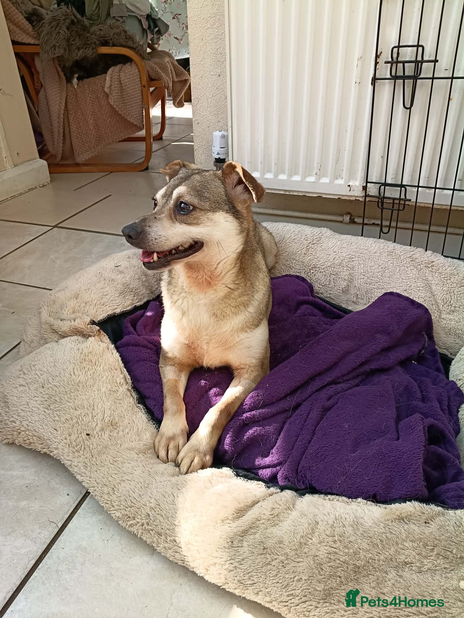Mixed Breed dogs Dawn for adoption - Advert 1