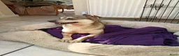 Mixed Breed dogs for adoption: Dawn for adoption in Bedford - Advert 1