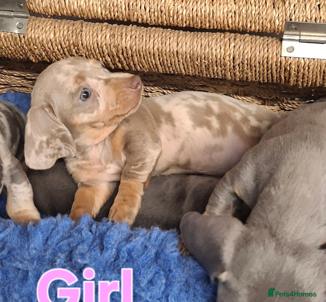 Miniature Dachshund dogs for sale: Minature Dachshund - Image 8