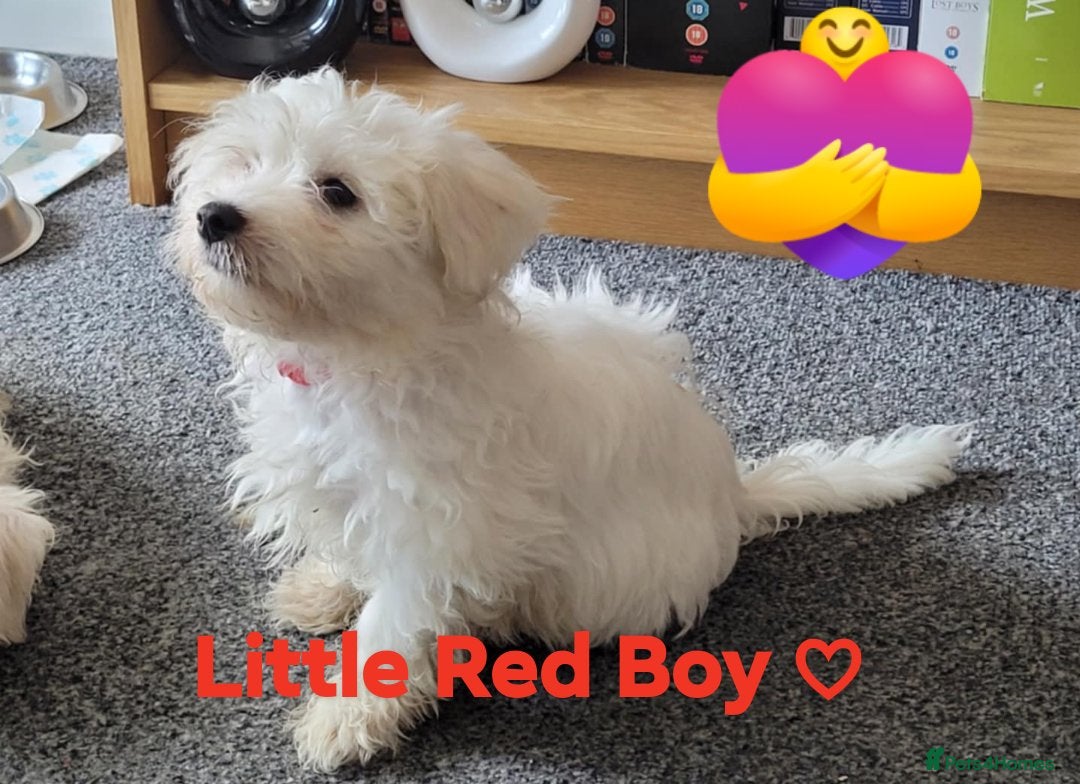 Maltese dogs for sale: Sale:4 maltese pups  - Image 5