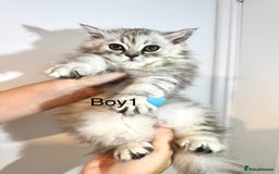 Persian cats for sale: Persian kittens - Image 2