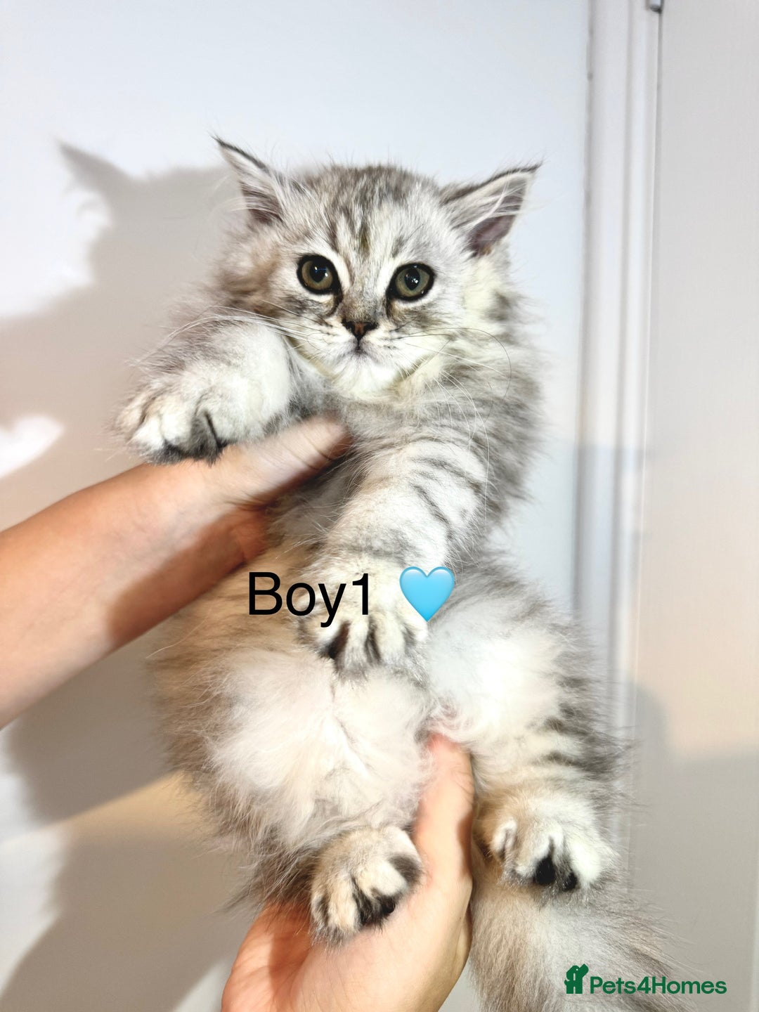 Persian cats for sale: Persian kittens - Image 2