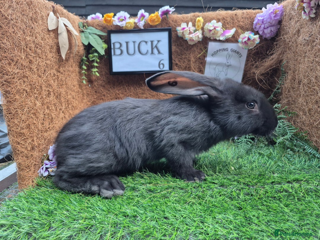 Continental Giant rabbits for sale: Pure Continental Giant Vaccinated  - Image 15