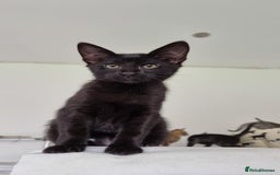Savannah cats for sale: Gorgeous f5 kittens. Just melanistic girl left - Image 1