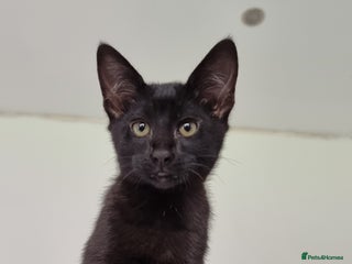 Savannah cats Gorgeous f5 Melanistic girl. Ready for new home! - Advert 5