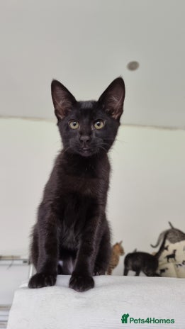 Savannah cats - Advert 5