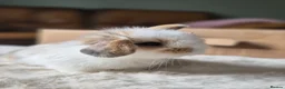 Mixed Breed rabbits for sale: Gorgeous bunnies for sale - Advert 19