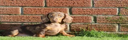 Dachshund dogs for sale: MINIATURE DACHSHUND PUPPIES FOR SALE - Advert 28