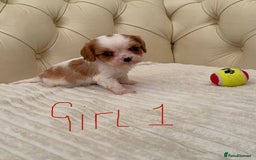 Cavalier King Charles Spaniel dogs for sale: 🐶 true miniature King Charles puppy’s 🐶 - Image 15