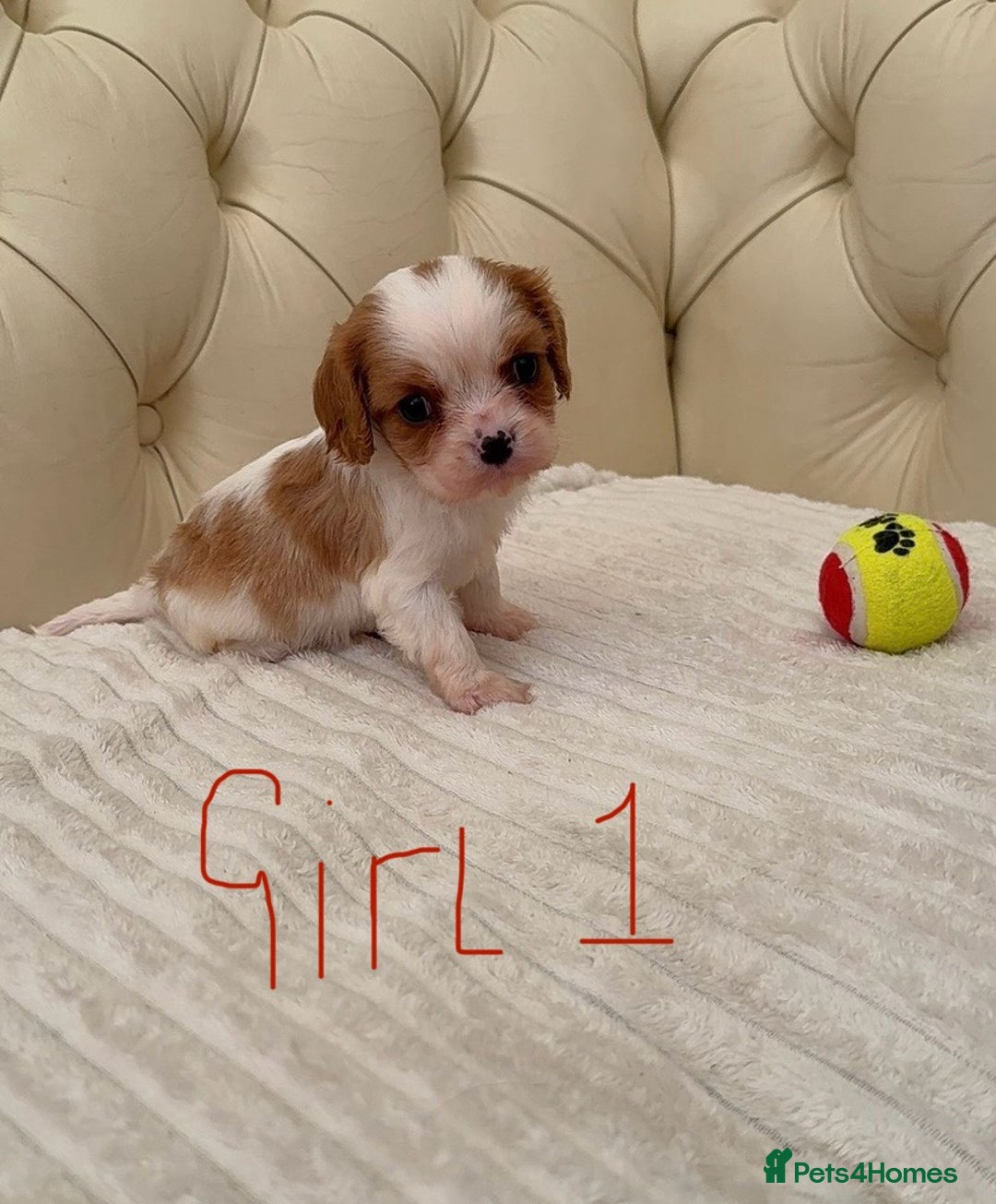 Cavalier King Charles Spaniel dogs for sale: 🐶 true miniature King Charles puppy’s 🐶 - Image 15