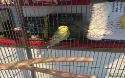 Budgerigars birds for sale: 2 lovely rainbow budgies for sale  - Image 6