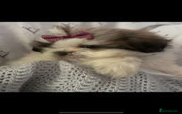 Shih Tzu dogs for sale: Beautiful family raised Shih tzu puppies. - Image 3