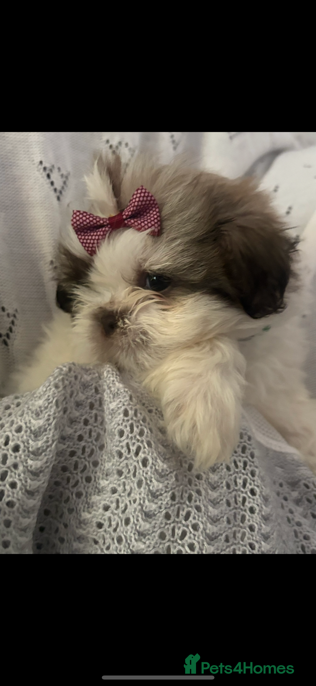 Shih Tzu dogs for sale: Beautiful family raised Shih tzu puppies. - Image 3