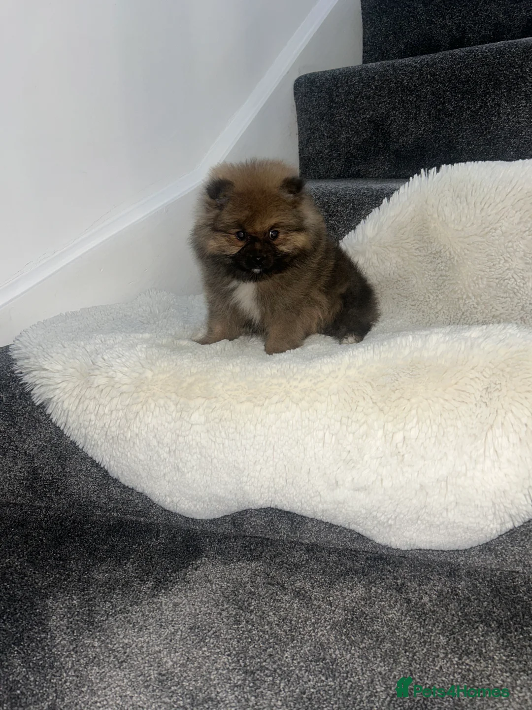 Pomeranian dogs for sale: 3 XXS FULL POMERANIAN RUSSIAN BREED PUPS  - Advert 6