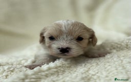 Cavachon dogs for sale: Beautiful Cavashon puppies  - Image 13