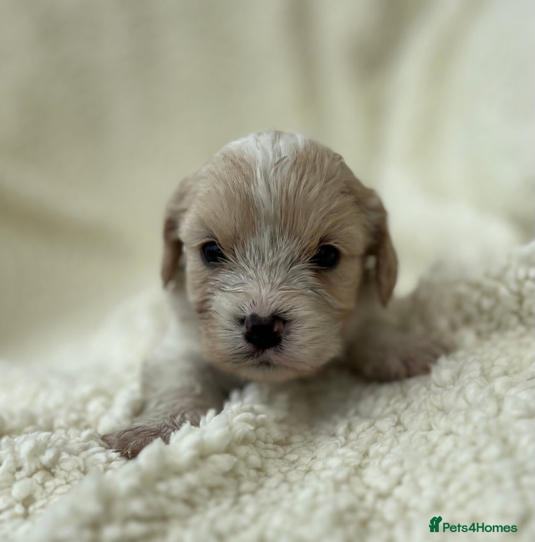 Cavachon dogs for sale: Beautiful Cavashon puppies  - Image 13
