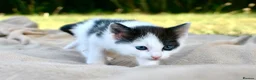 Ragdoll cats for sale: THE MOST BEAUTIFUL KITTENS  - Advert 14