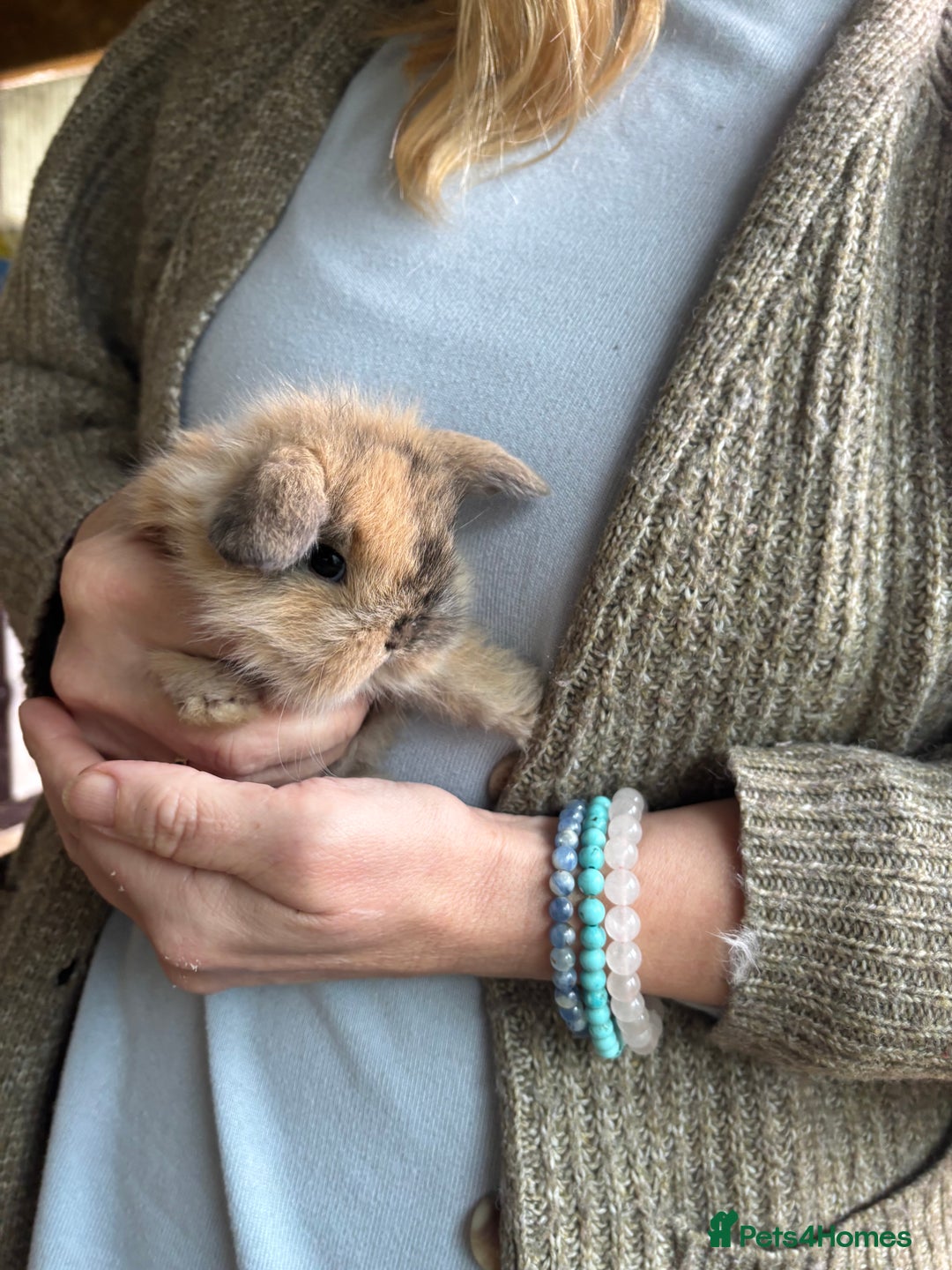 Mini Lion Lop rabbits for sale: 2 boy mini lion lops  - Advert 3