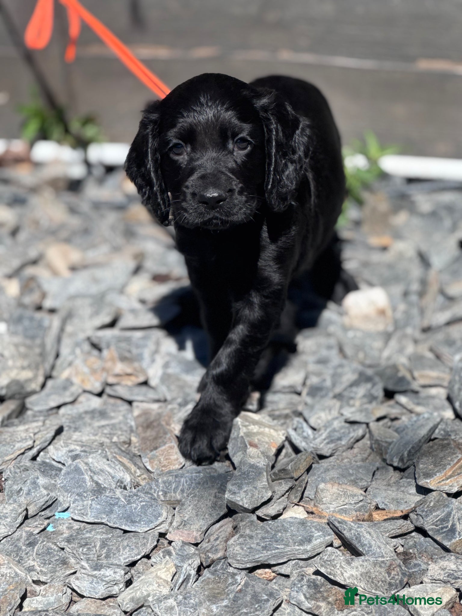 Cocker Spaniel dogs Kc working cocker spaniels  - Advert 2