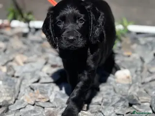 Cocker Spaniel dogs Kc working cocker spaniels - Advert 2