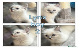 Ragdoll cats for sale: Ragdolls last male lynx  - Image 4