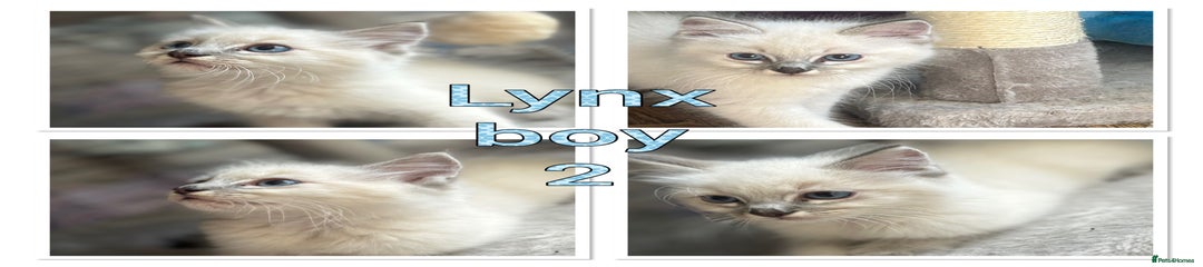 Ragdoll Kitten 3