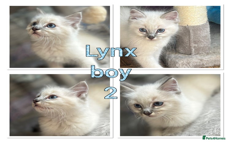 Ragdoll cats - Advert 11