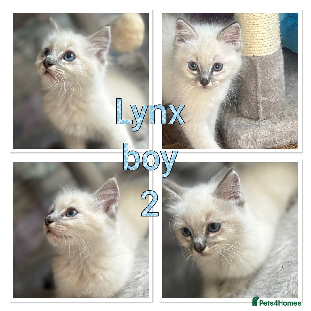 Ragdoll cats for sale: Ragdolls last male lynx  - Image 4