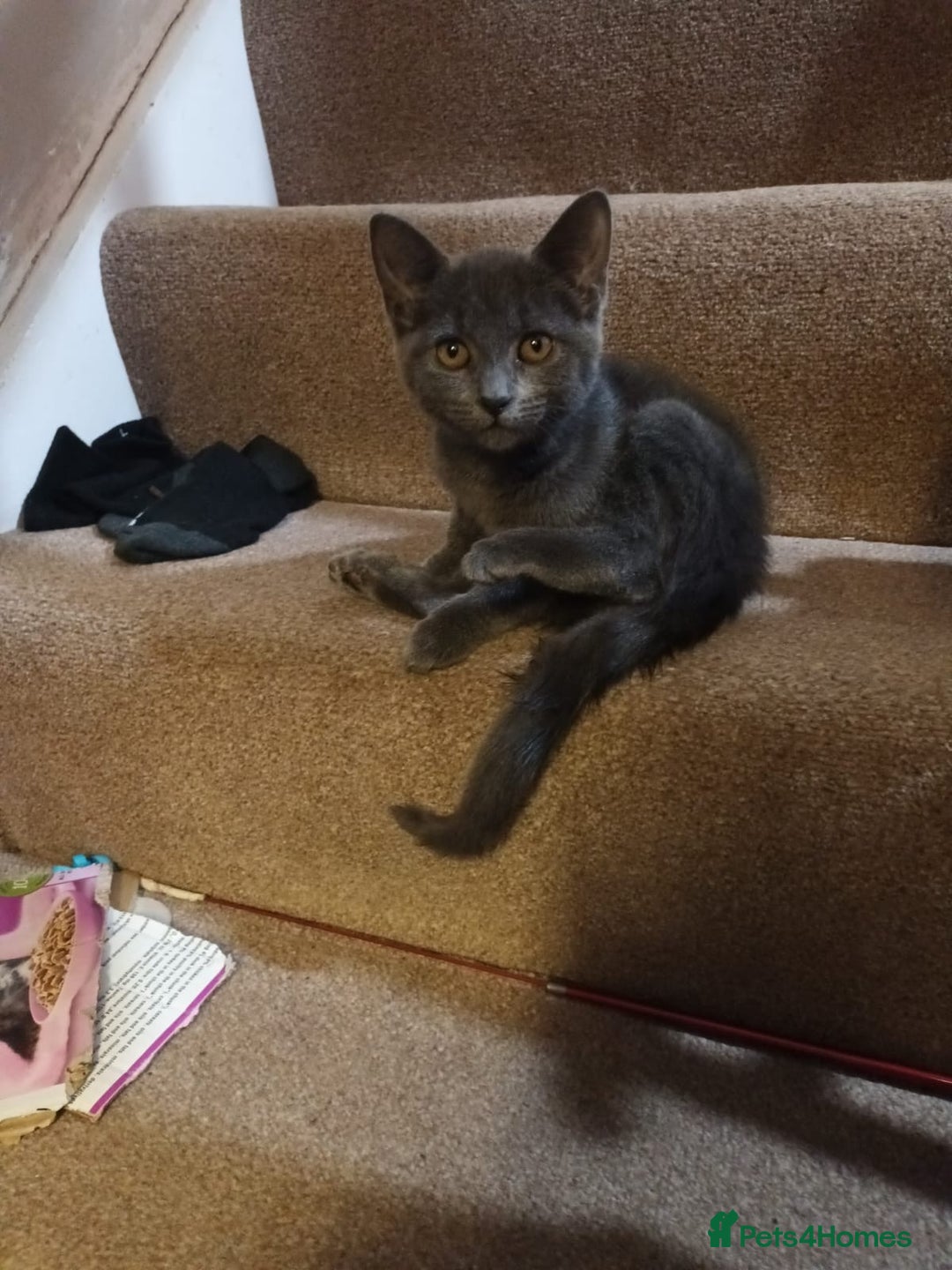 British Shorthair cats for sale: Cats up for sale  - Image 1