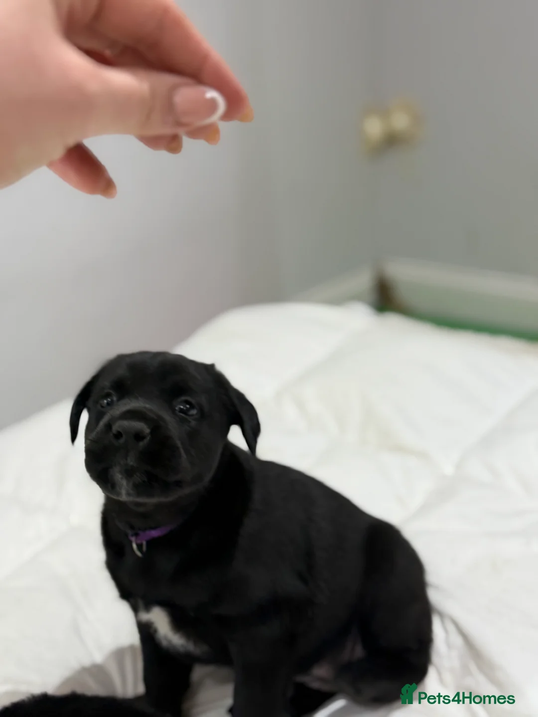 Mixed Breed dogs for sale: Beautiful friendly cane Corso crosses  - Advert 10