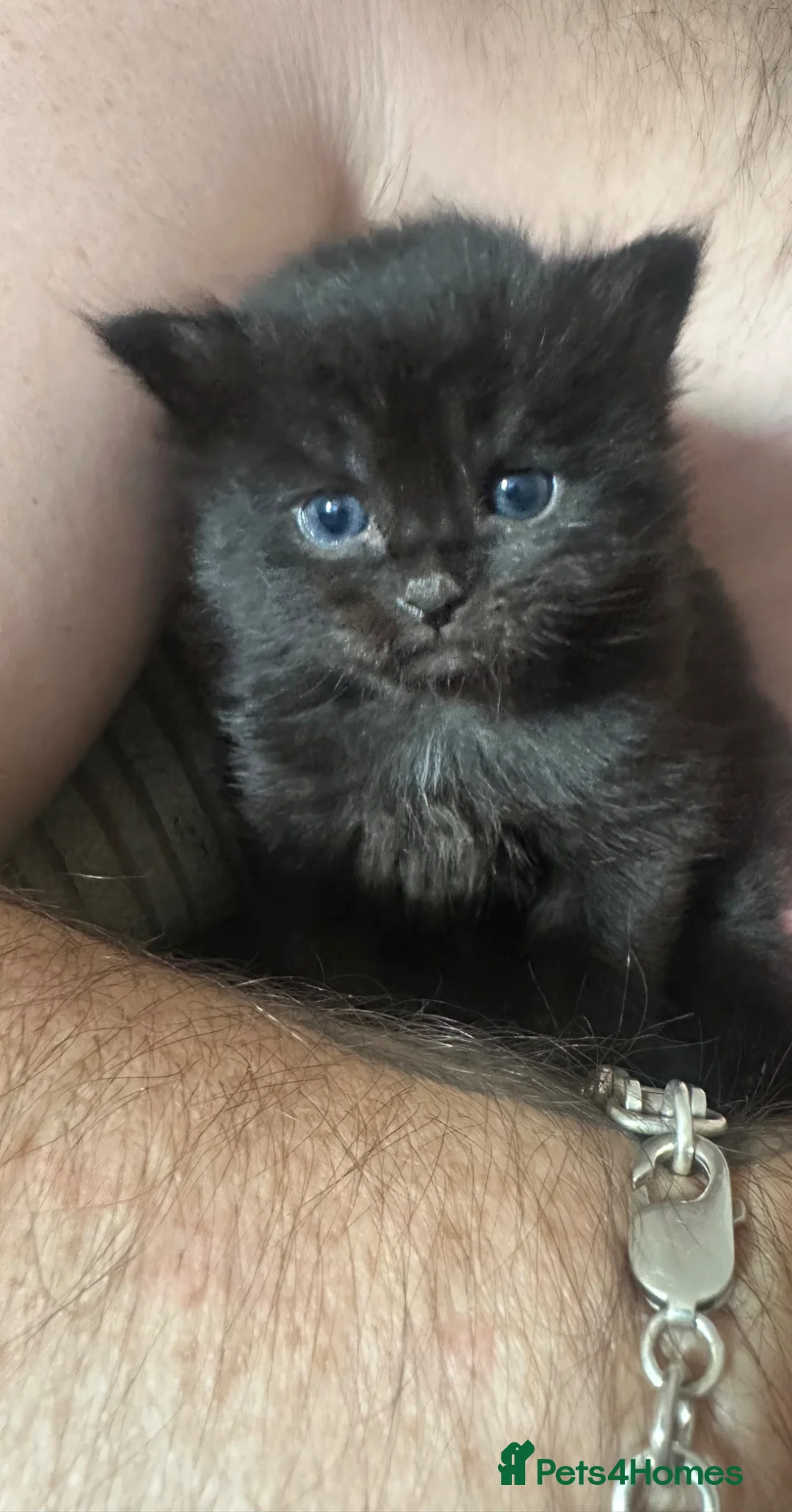 Mixed Breed cats for sale: Nebelung x kittens  - Advert 2
