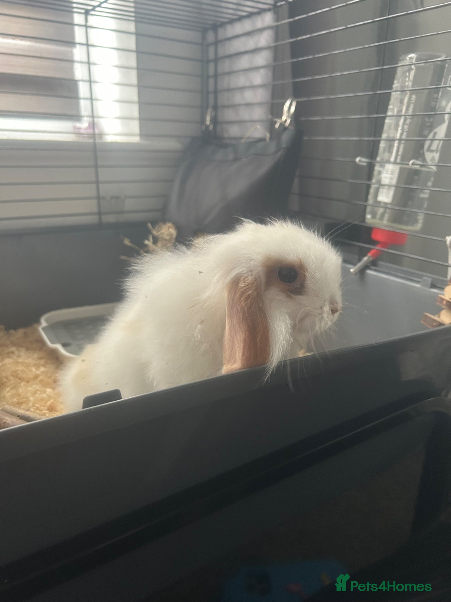 Mini Lion Lop rabbits Gorgeous fluffy loveable little boy  - Advert 7