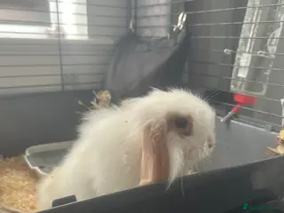 Mini Lion Lop rabbits Gorgeous fluffy loveable little boy - Advert 2