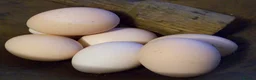 Chickens poultry for sale: Hatching eggs available in Liskeard - Advert 4