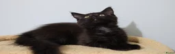 Maine Coon cats for sale: Maine Coons ready now - Advert 18