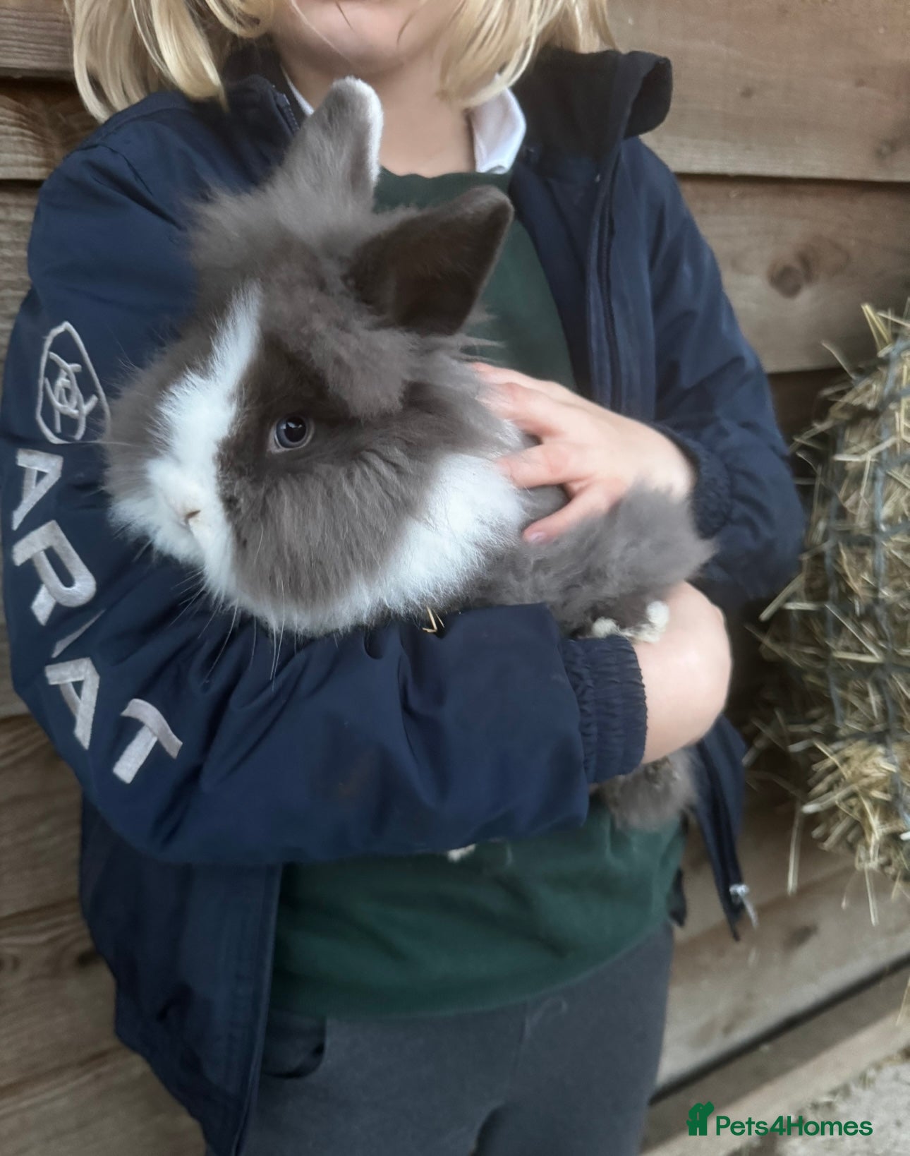 Mini Lion Lop rabbits 🩷🩵 Mini LionLops 🩵🩷 3 Available 🩷🩵 - Advert 3