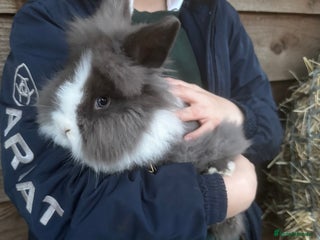 Mini Lion Lop rabbits 🩷🩵 4 Double mane mini lionlops 🩵🩷 - Advert 4