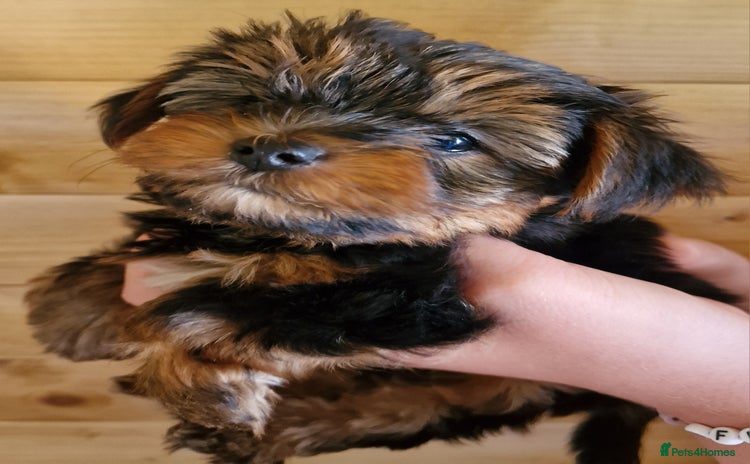 Yorkshire Terrier dogs - Advert 16