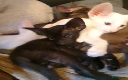 Oriental cats for sale: Stunning oriental kittens  - Image 9