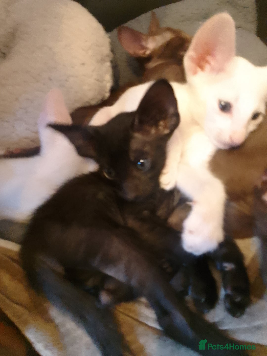 Oriental cats for sale: Stunning oriental kittens  - Image 9