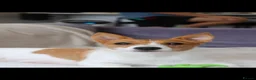 Mixed Breed dogs for sale: T Cup Pom Jacks - Advert 1