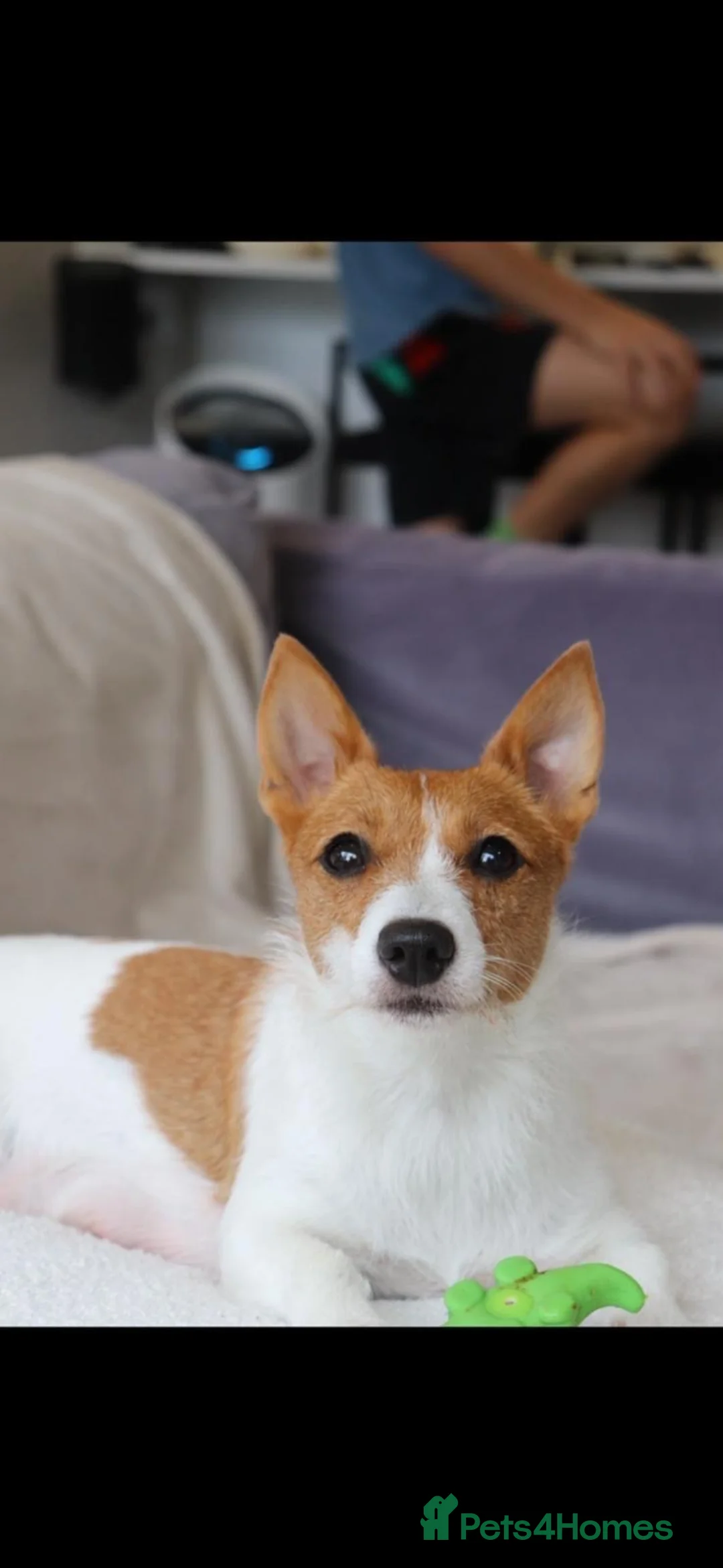 Mixed Breed dogs for sale: T Cup Pom Jacks - Advert 1