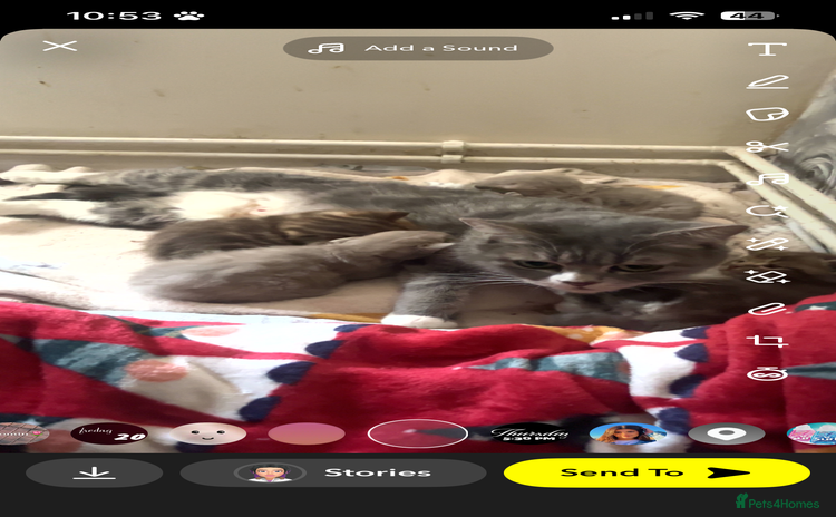 Maine Coon cats - Advert 3